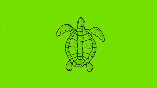 2d Animation motion graphics showing a drawing of a sea turtle swimming viewed from top  on green screen with alpha matte in HD 720p high definition.