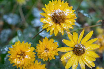 Yellow flower in late autumn, during frosts.