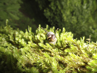 Snail with horns leisurely crawling over the green moss.