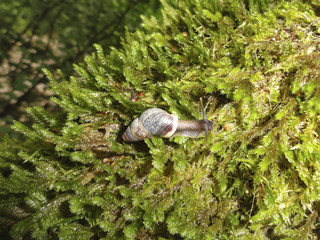 Snail with horns leisurely crawling over the green moss.
