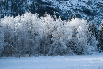 winter landscape with trees and snow
