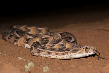 Fototapeta premium Puff Adder 