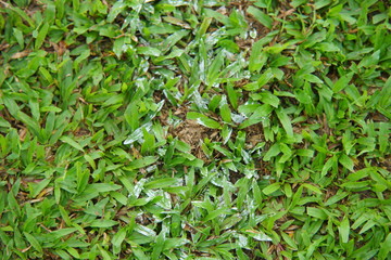 Natural asian green grass closeup  in the morning
