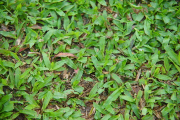 Natural asian green grass closeup  in the morning