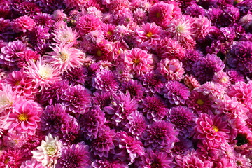 馬見丘陵公園　フラワーフェスタ