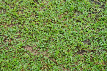 Natural asian green grass closeup  in the morning
