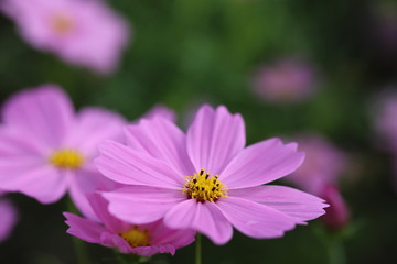 Fototapeta premium 馬見丘陵公園 フラワーフェスタ