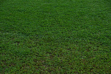 Natural asian green grass closeup  in the morning