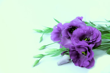 Cropped Shot Of A Beautiful Purple Flowers.  Nature Background With A Lot Of Copy Space For Text.