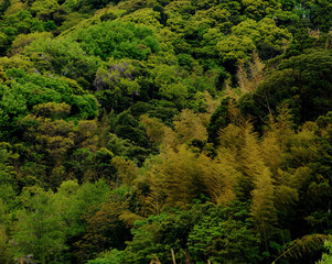 みどり　グリーン　背景素材