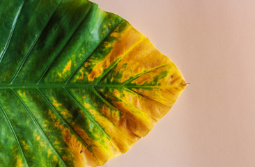 Creative nature layout made of tropical leaves and flowers. Flat lay. Summer concept.