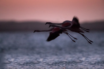 flamingos flight at sunset in Paracas, Peru.