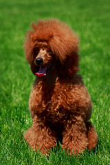 Dog breed small miniature Poodle