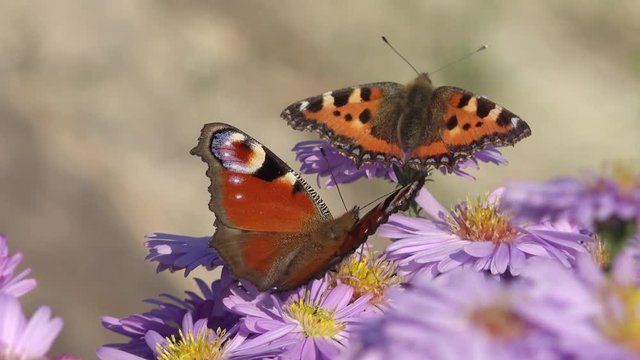 Butterfly small tortoiseshell  and Butterfly  European Peacock on aster