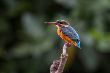 The beautiful Comon Kingfisher is standing on the branch with blurred background.
