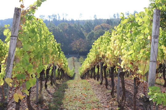 Weinst&ouml;cke der Sorte Silvaner Riesling im goldenen Herbst in Franken