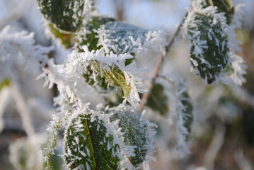 branch of a tree in winter