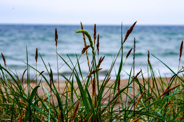 Gräser am Strand