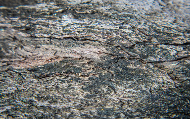 Dark wood texture. Abstract background