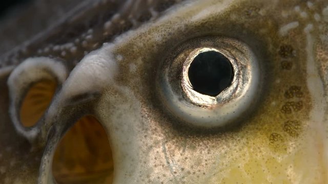 eye of sturgeon family, close up