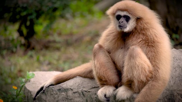 Brown gibbon