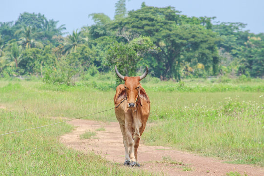 Red bull or bos javanicus standing in meadow ,natural animal background
