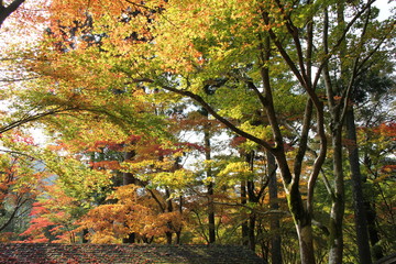 色付き始めた紅葉(京都府)