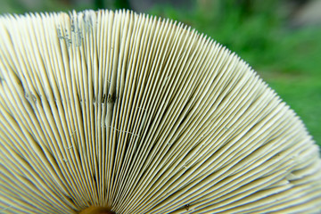 Close up Magic mushroom