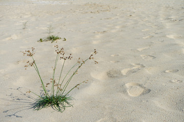 flower grass on the beach.