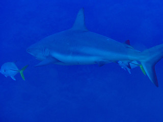 reef shark