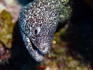 moray eel