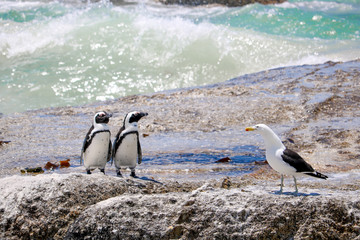 Obraz premium ペンギン