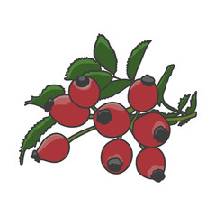 Rose hip. Hand drawn illustration vector.