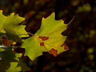 Autumn leaves with cobweb back light