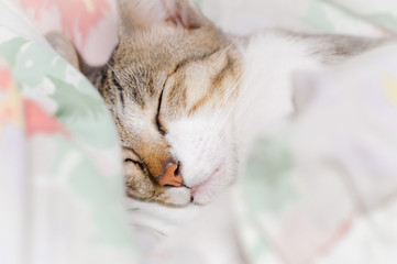 Striped cat is sleep in the blanket at midnight