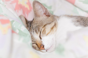 Striped cat is sleep in the blanket at midnight