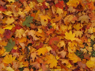 Maple leaf background