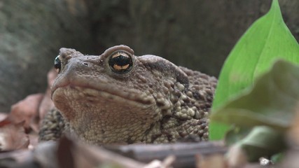 Naklejka premium Frog in Forest Closeup, Toad Sunbathing in Leaves, Animals Macro View in Wood