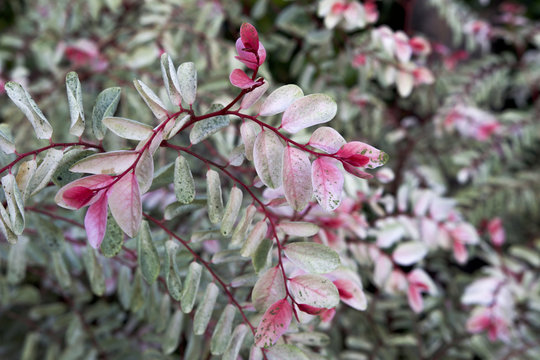Breynia podocarpa: colorful leaves