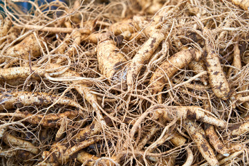 Korean Healthy Ingredients Ginseng