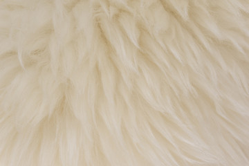 White animal wool texture background, beige natural sheep wool, close-up texture of  plush fluffy fur