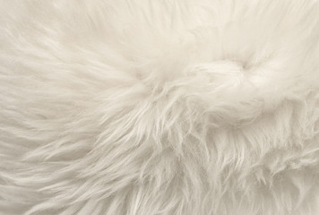 White animal wool texture background, beige natural sheep wool, close-up texture of  plush fluffy fur