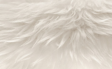 White animal wool texture background, beige natural sheep wool, close-up texture of  plush fluffy fur