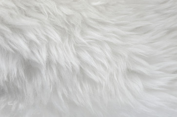 White animal wool texture background, beige natural sheep wool, close-up texture of  plush fluffy...
