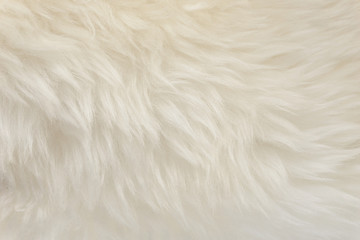 White animal wool texture background, beige natural sheep wool, close-up texture of  plush fluffy fur