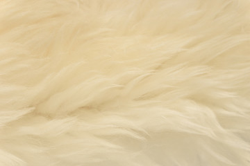 White animal wool texture background, beige natural sheep wool, close-up texture of  plush fluffy fur