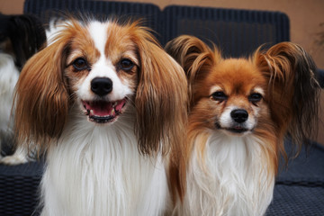 phalene and papillon dog portrait