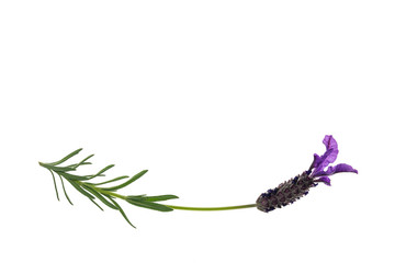 Fototapeta premium isolated garden lavender flower on white background with copy space