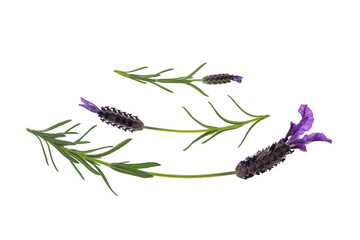 garden lavender isolated on white background with copy space above