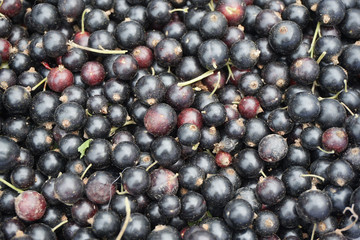 fresh jostaberry fruits